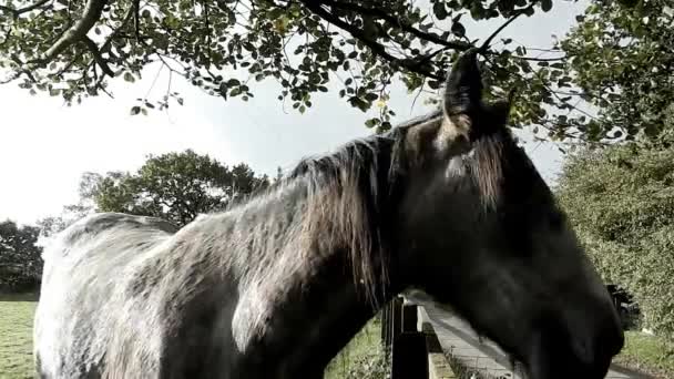 Horse Listening Sounds Ear Twitching — Stock video