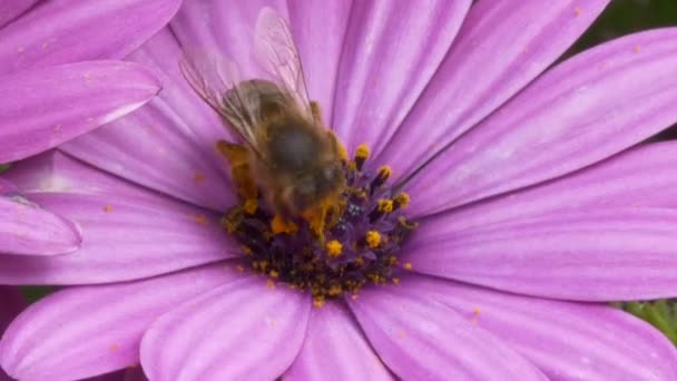 Bee Covered Pollen Lilac Flower Flying Close — 비디오