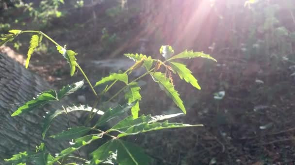 Azadirachta Indica Neem Levelei Intett Szél Nap Sugarai Alá — Stock videók