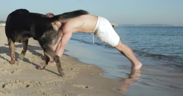 Playful Dog Interrupts His Owner While Tries Exercise Beach Dog — Vídeos de Stock