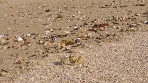 Curious Little Crab Glen Gariff Beach — Stock Video