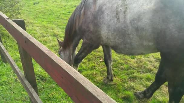 Horse Eating Grass Paddock — Stok video