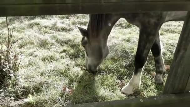 Reveal Shot Horse Eating Frosty Grass Fence — Vídeo de Stock