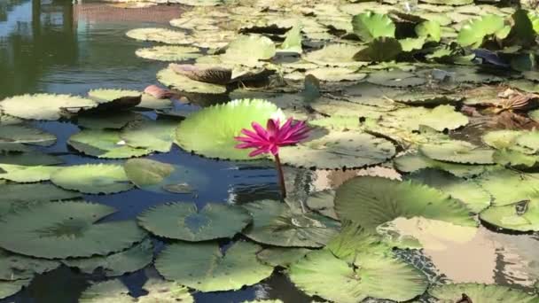 Beautiful Footage Big Pink Lotus Pond — Vídeos de Stock