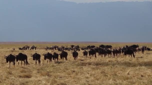 Wilderbeest Walking Tanzania Ngorongoro Crater Great Migration — 图库视频影像