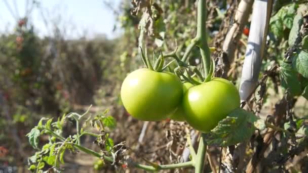 植物上の緑のトマト — ストック動画