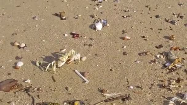 Crab Running Beach Slow Motion — Vídeo de Stock