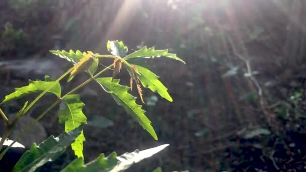 Azadirachta インディカやニームの木ツリーの上に落ちて風と太陽の光線の葉を振ってください — ストック動画