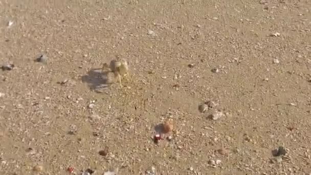 Crab Scurrying Beach Seashells Slow Motion — ストック動画