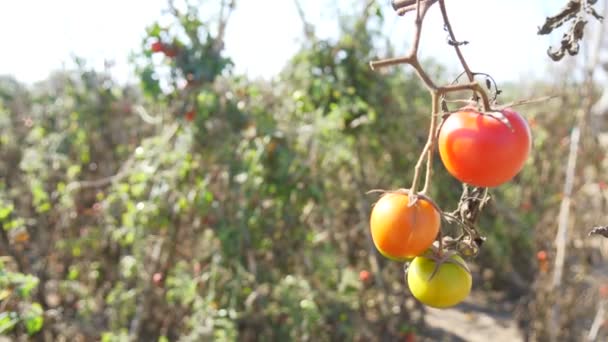 Tomates Vermelhos Planta Cultivo — Vídeo de Stock
