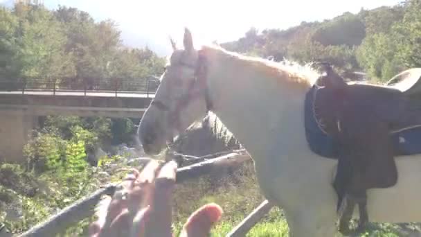 Passeggiata Cavallo Cusano — Video Stock