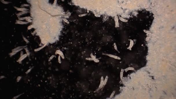 Microscopic Rotifers Move Filter Feed — Stockvideo