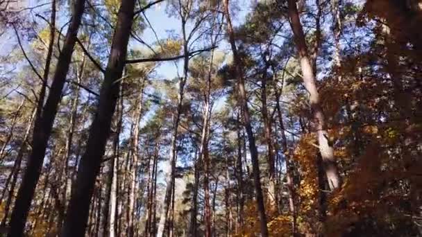 Flying Drone Slowly Forest Colorful Trees Autumn Scenery Sunny Day — Stockvideo