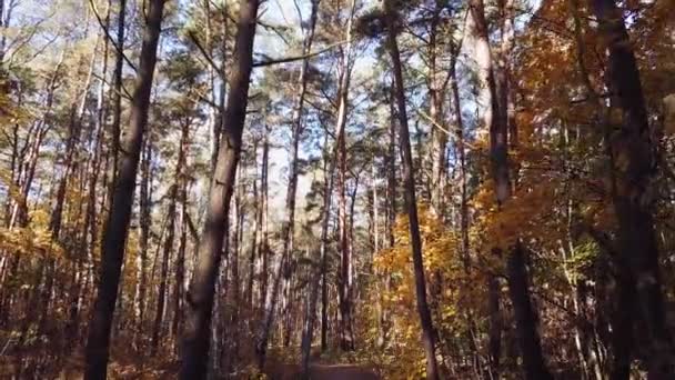 Flying Drone Slowly Forest Colorful Trees Autumn Scenery Sunny Day — Vídeos de Stock