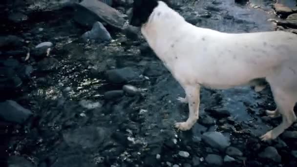 Fox Terire Drinking Water River — Αρχείο Βίντεο