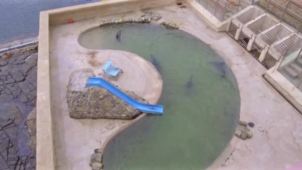Seals East London Aquarium South Africa — ストック動画
