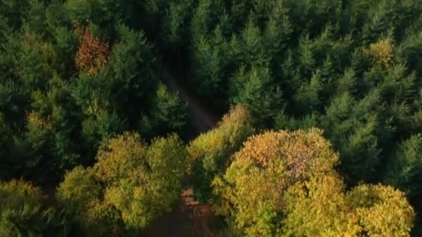 Κλίση Εναέρια Άποψη Του Μαύρου Δάσους Κατά Διάρκεια Του Φθινοπώρου — Αρχείο Βίντεο