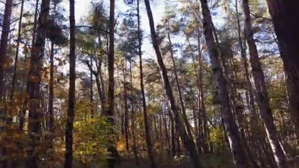 Летючий Безпілотник Повільно Пролітає Через Ліс Барвисті Дерева Осінні Пейзажі — стокове відео