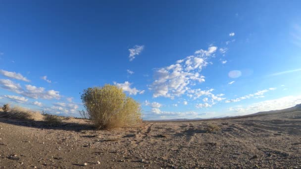 Mojave Desert Bush Time Lapse — Stock video