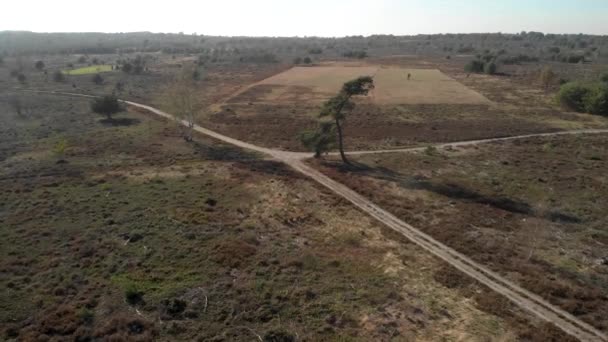 Aerial View Approaching Pine Tree Crossing Roads Dry Moorland Netherlands — Video