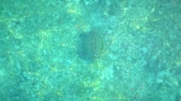 Aerial Flight Crystal Clear Water Turtle Malaysia Medium Shot Birds — Stok video