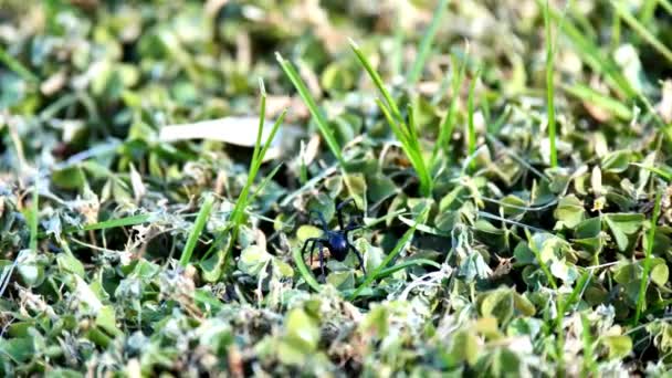 Black Widow Spider Walking Grass Running Away — Vídeos de Stock