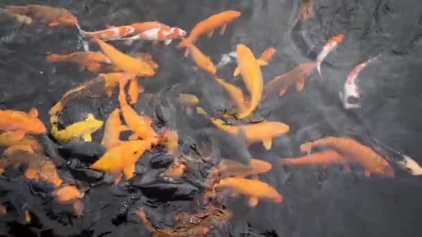 Slow Motion Shot Orange Koi Fish Swimming Pond — Vídeos de Stock