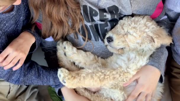 Baby Puppy Sleeps Little Girl Lap Porch Two Other Little — Vídeo de Stock