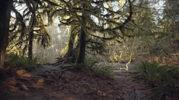 Forest Trail Branches Covered Moss Roots Ground Cathedral Grove Vancouver — Wideo stockowe