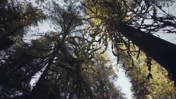 Wide Angle Shot Dark Treetop Branches Covered Moss Ancient Cathedral – Stock-video