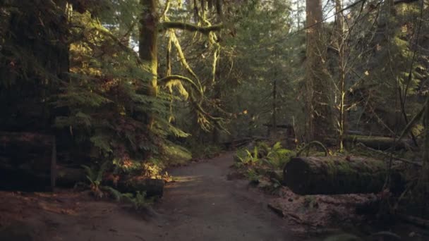 Forest Trail Ancient Cedar Covered Moss Cathedral Grove Park Vancouver — Vídeo de Stock