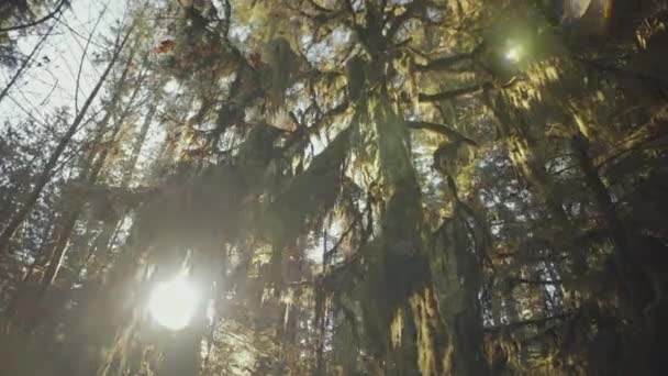 Ancient Cedar Tree Covered Moss Cathedral Grove Park Vancouver Island — Stok video