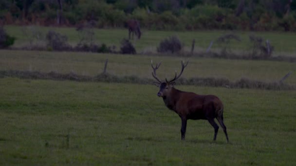 Cervo Selvatico Nel Prato Chiamando Femmine — Video Stock