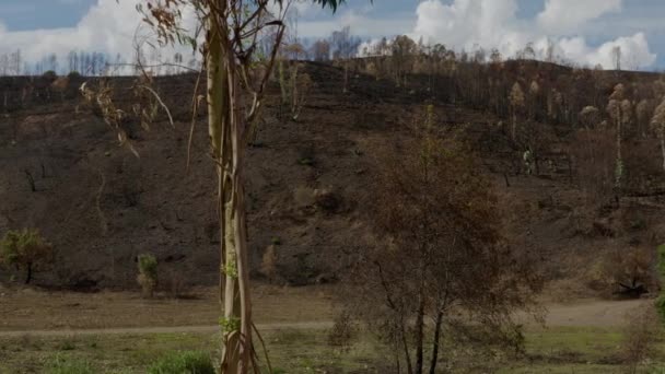 Португальский Лес После Поджога Моншике — стоковое видео