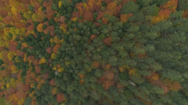Aerial Silent Florid Balkan Forest Autumn Colors — 图库视频影像