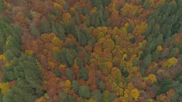 Slow Aerial Silent Florid Balkan Forest Autumn Colors — 图库视频影像