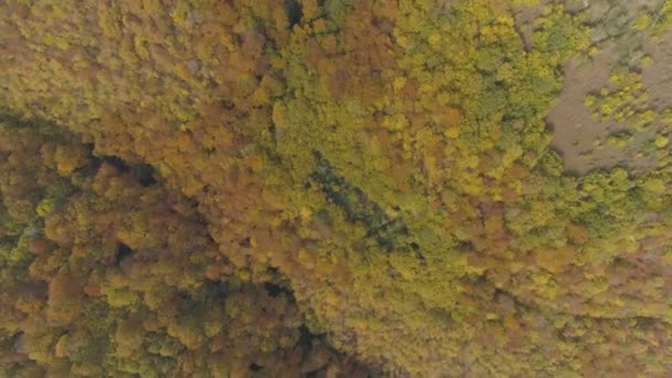 Aerial Footage Woods Balkan Peninsula Autumn Period Circular Movement Cam — Video