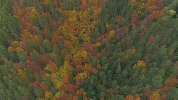 Aerial Fly Balkan Forest Looking Woods Autumn Colors — Stok video