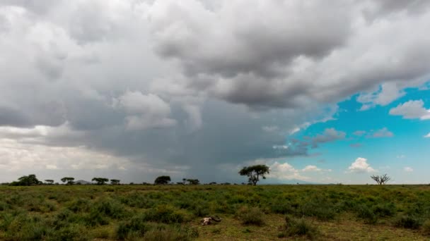 Timelapse Serengeti Landscape Wildebeest Scull Front — Vídeo de Stock