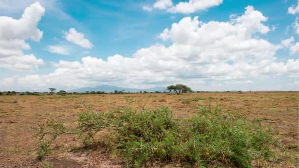 Timelapse Serengeti Landscape Wildebeest Scull Front — Stock Video