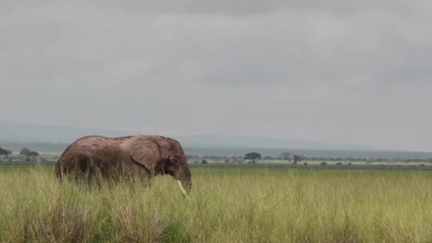African Elephant Loxodonta Africana Walking Grasslands Amboseli Kenya — 비디오
