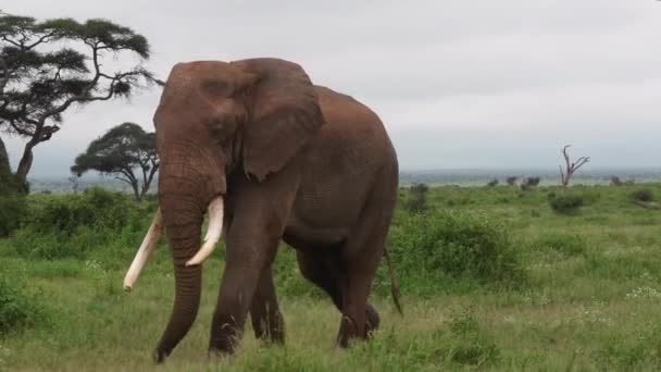 African Elephant Loxodonta Africana Big Bull Sauntering Amboseli Kenya — Stock Video