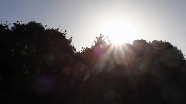 View Sun Silhouetted Trees Gonubie East London South Africa — Video Stock