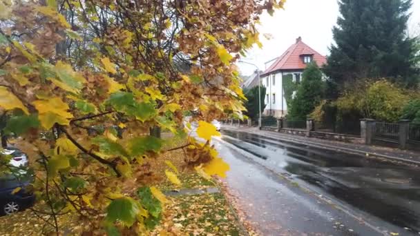 Rainy Day Trees Cars Driving Local Town — Video