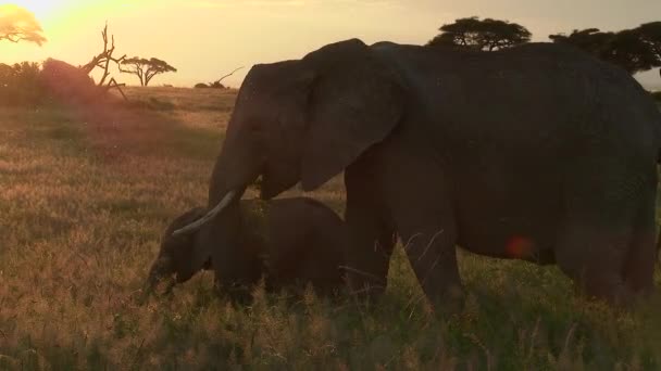 Elefante Africano Loxodonta Africana Bebê Minúsculo Com Mãe Comendo Prados — Vídeo de Stock