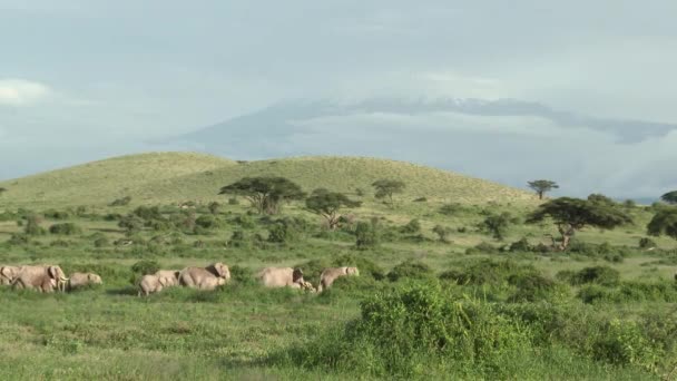 African Elephant Loxodonta Africana Family Walking Grasslands Mount Kilimanjaro Background — Stockvideo