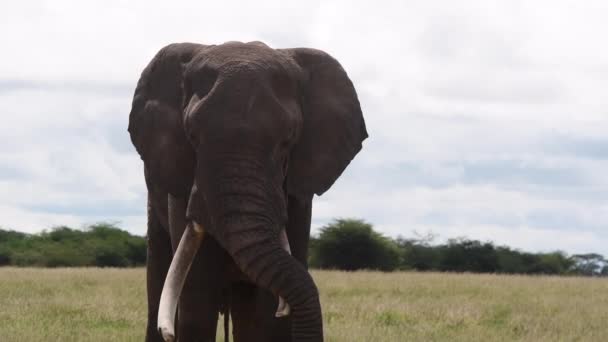 Elefante Africano Loxodonta Africana Grande Touro Descansando Com Tronco Sobre — Vídeo de Stock