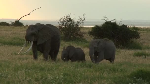 Семейство Африканских Слонов Loxodonta Afffa Остленде Закате Амбосели Кения — стоковое видео