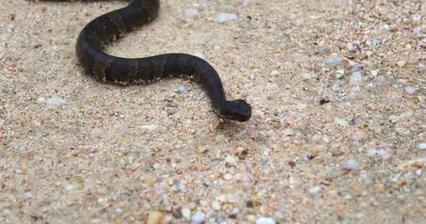 这是一个关于幼鱼毒蛇 Agkistrodon Piscivorus 的视频 这条蛇大约有18英寸长 是在德克萨斯的Pedernales河上发现的 — 图库视频影像