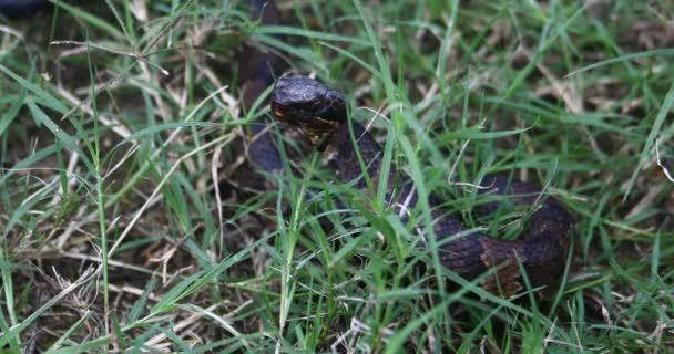 Voici Une Vidéo Jeune Serpent Venimeux Agkistrodon Piscivorus Serpent Mesurait — Video